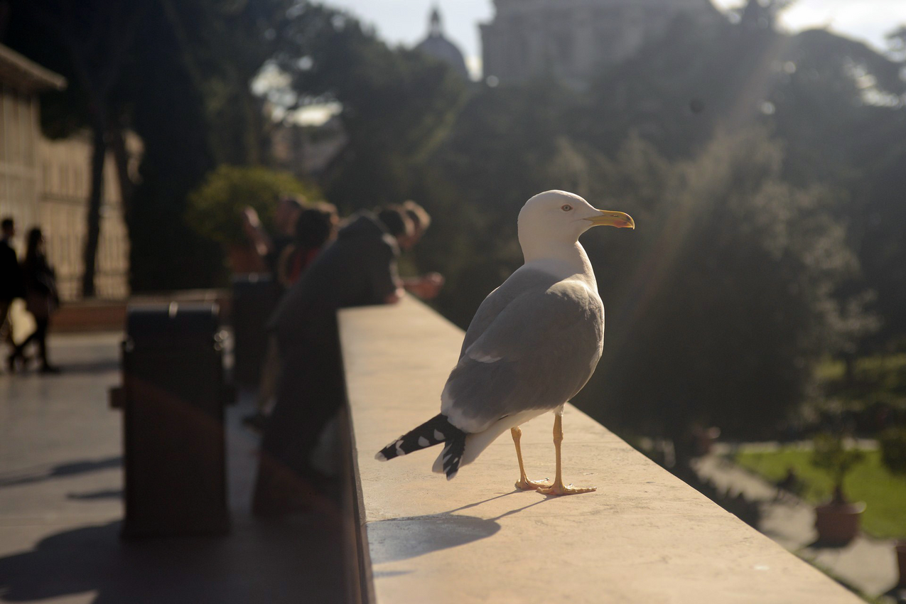 VATICANO065.png